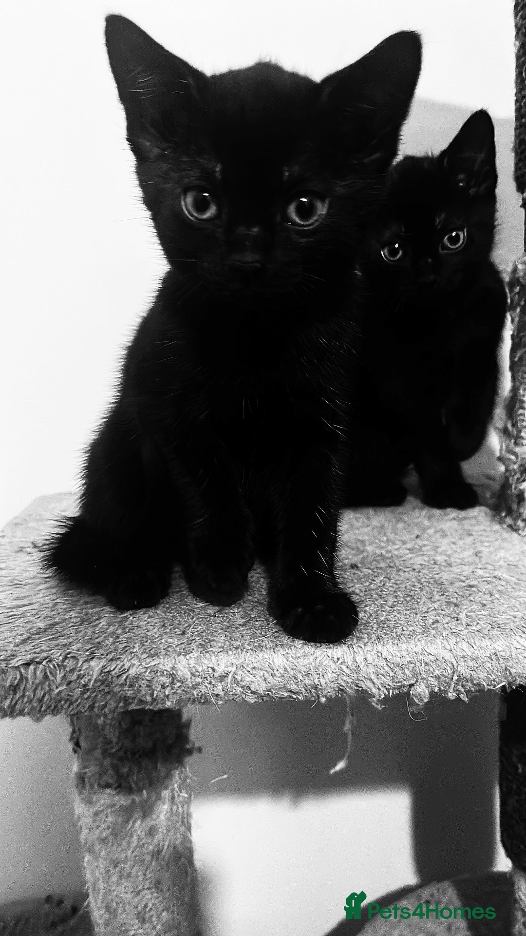 Mixed Breed cats for sale: Beautiful bonded 3 month old black male kittens - Advert 3