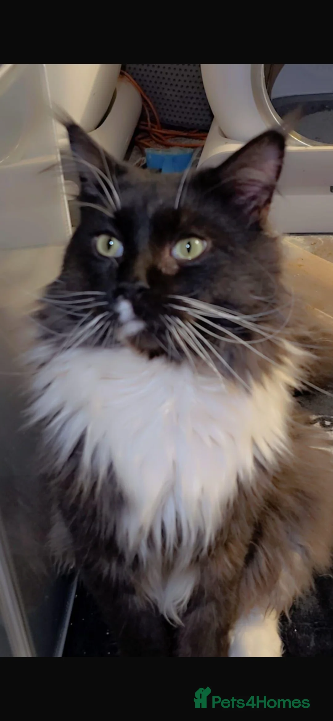 Maine Coon cats for stud: Proven stud Maine coon  - Advert 4