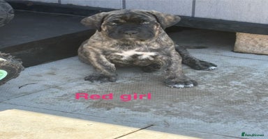 Cane Corso dogs - Advert 1