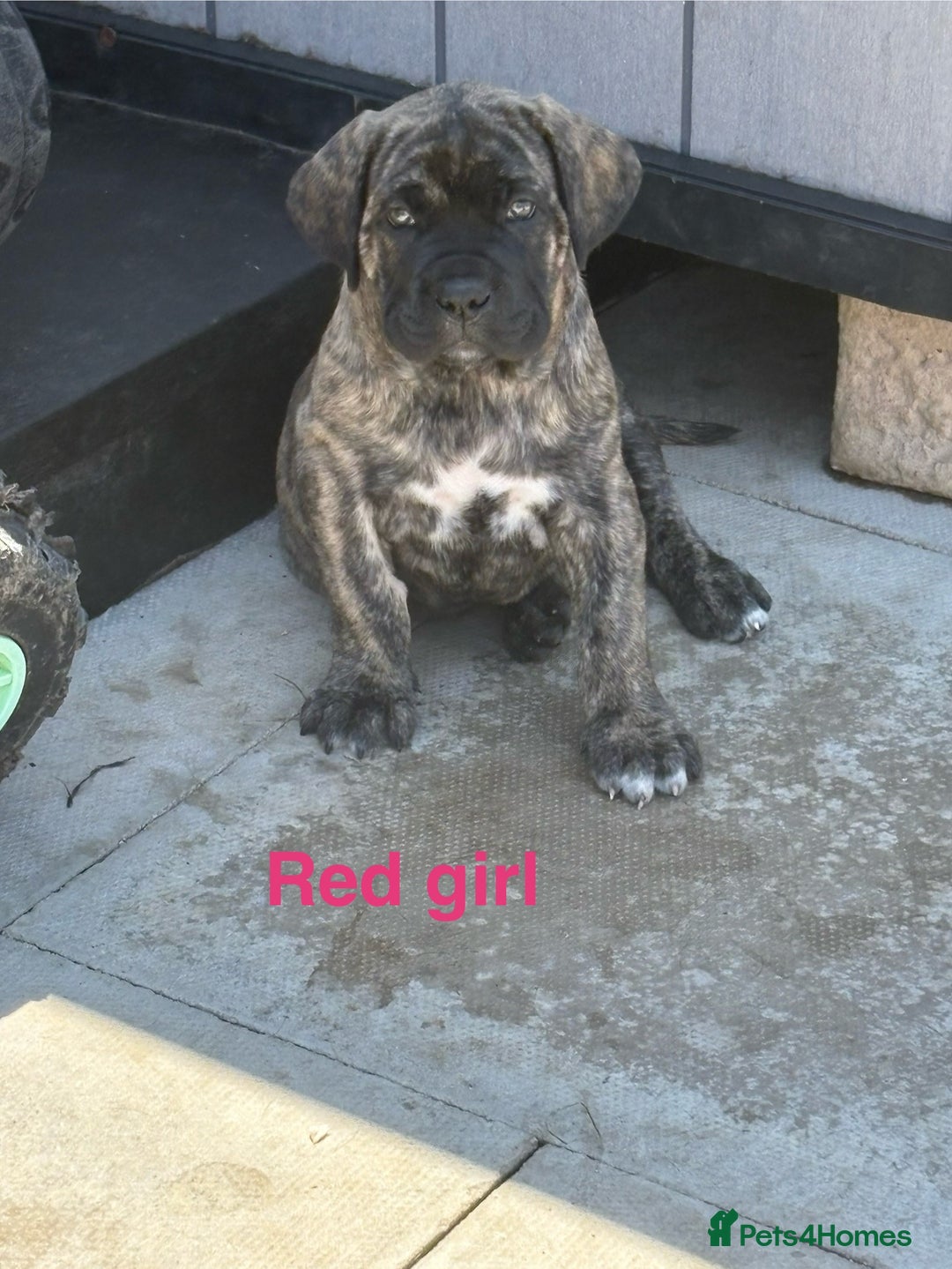 Cane Corso dogs for sale: Cane Corso puppies  - Image 5