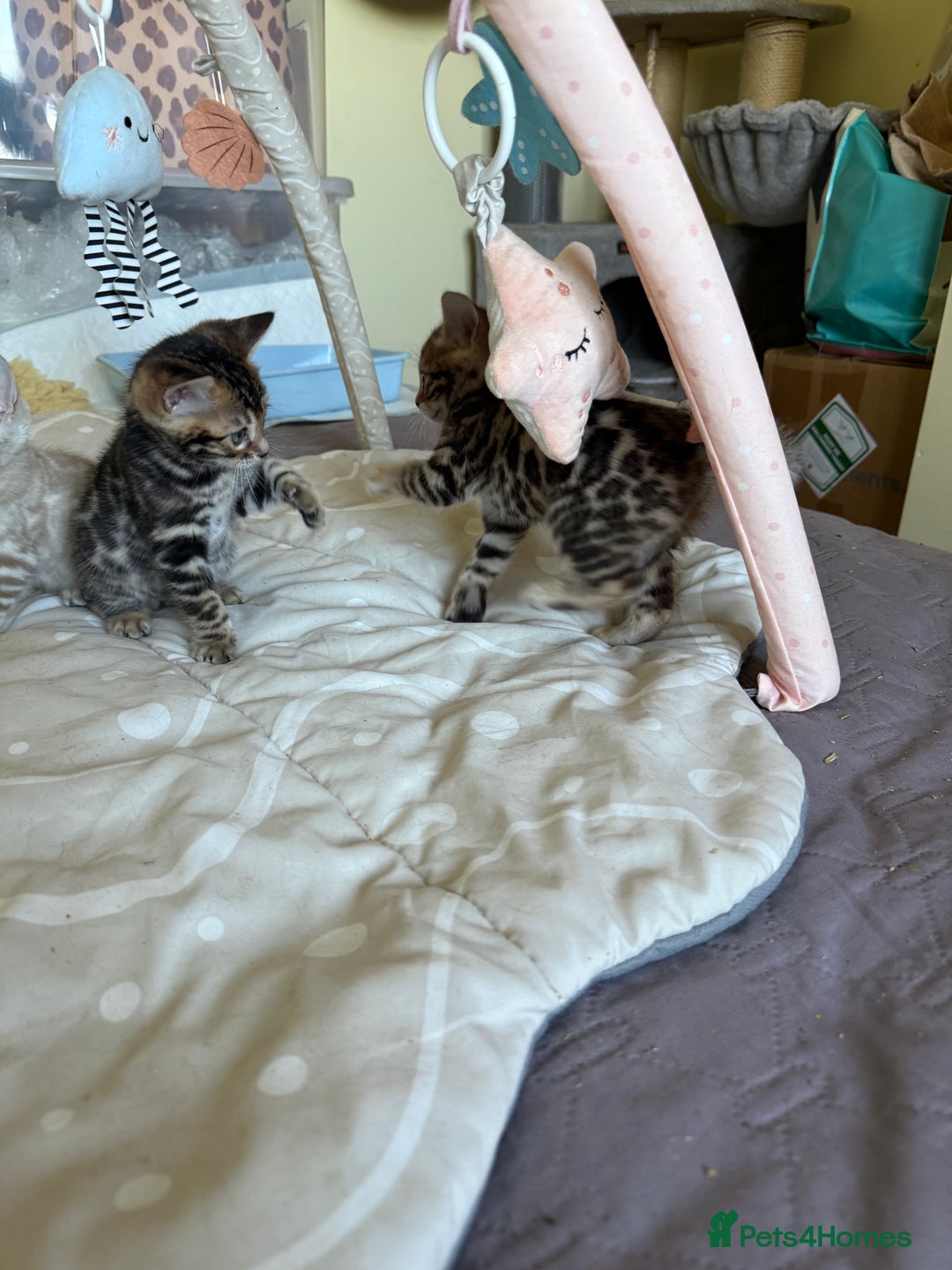 Bengal cats for sale: Stunning 🐾 Pedigree Bengal Kittens 🐆 TICA Reg - Advert 8