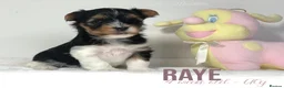 Yorkshire Terrier dogs for sale: Beautiful Litter of Six Biewer Terriers! - Advert 30