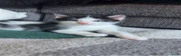 Mixed Breed cats for sale: Beautiful little of black and white fluffy kittens - Advert 4