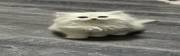Persian cats for sale: Persian chinchilla kittens  - Advert 17