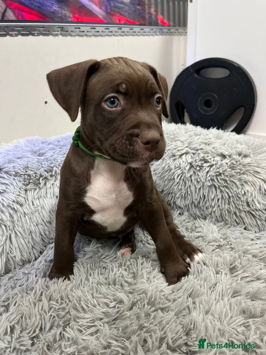 American Bull Staffy dogs for sale: Staffy Bull Puppies - Advert 11