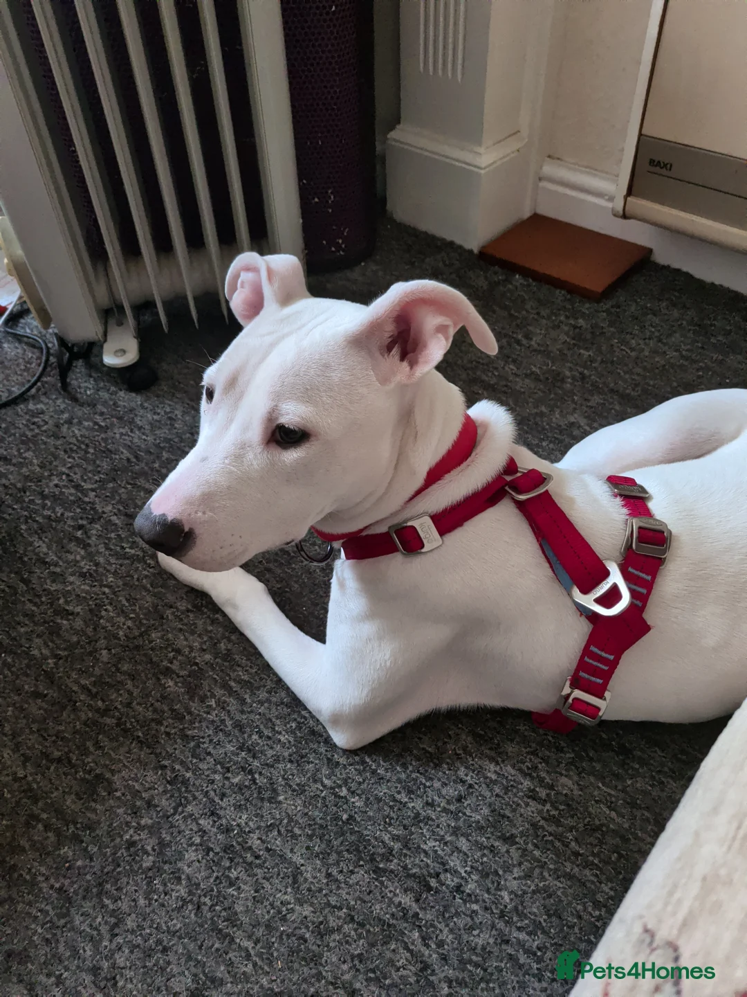 Lurcher dogs for sale: Suluki bull greyhound  in Bridlington - Advert 1