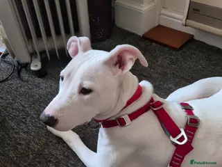 Lurcher dogs Suluki bull greyhound - Advert 10