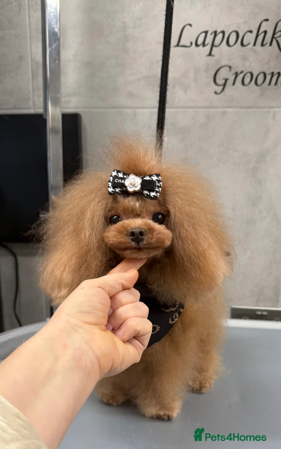 Toy Poodle dogs for stud: Stunning true to type Asian toy poodle - Advert 2