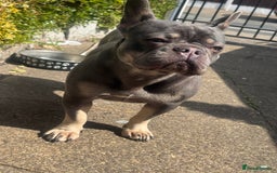 French Bulldog dogs for sale: 2 years old female French Buldog - Image 7