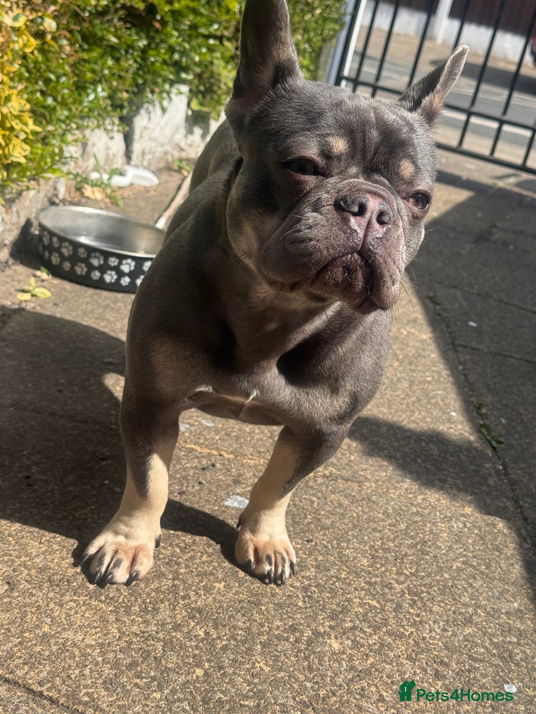French Bulldog dogs for sale: 2 years old female French Buldog - Image 7