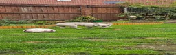 French Bulldog dogs for sale: Beautiful French bulldog for rehome - Advert 3
