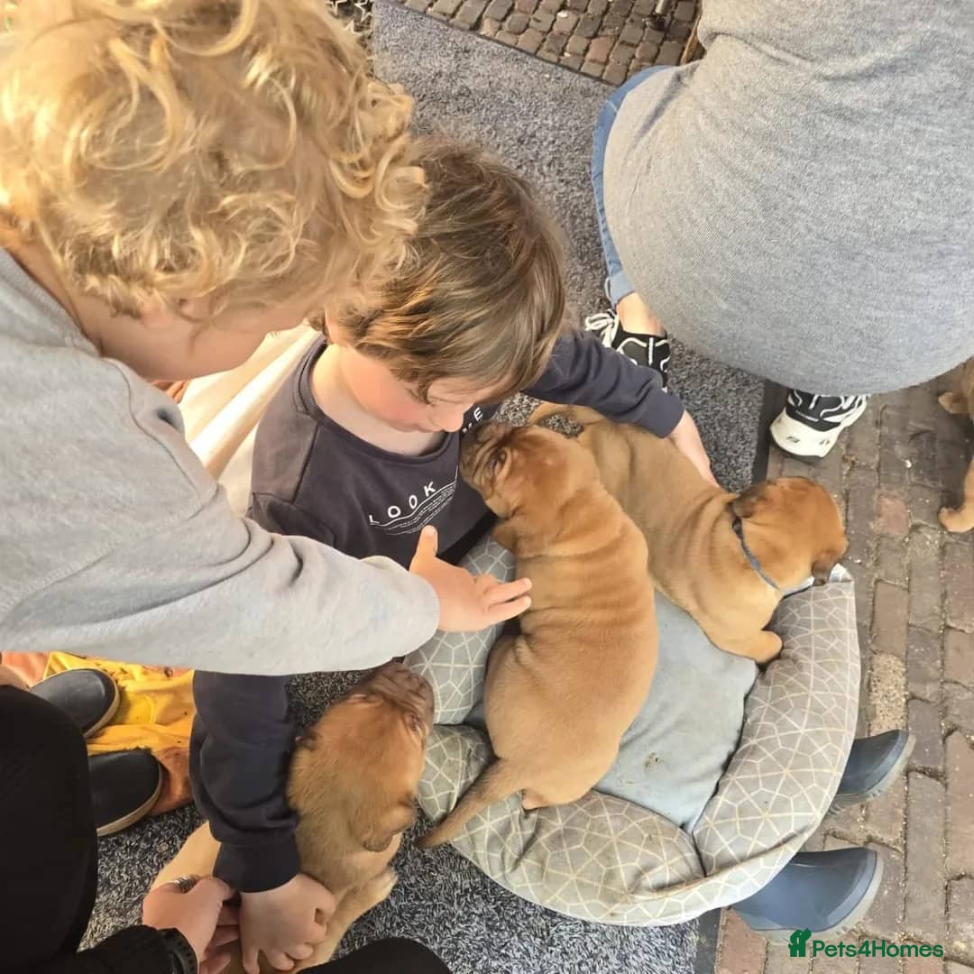 Dogue De Bordeaux dogs for sale: Majestic Dogue de Bordeaux Puppies for Rehom🐾👑 - Advert 5
