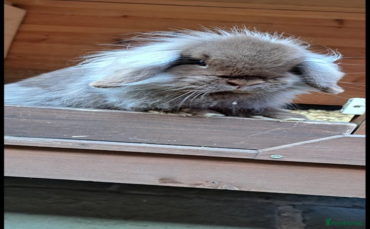 Mini Lion Lop rabbits - Advert 1