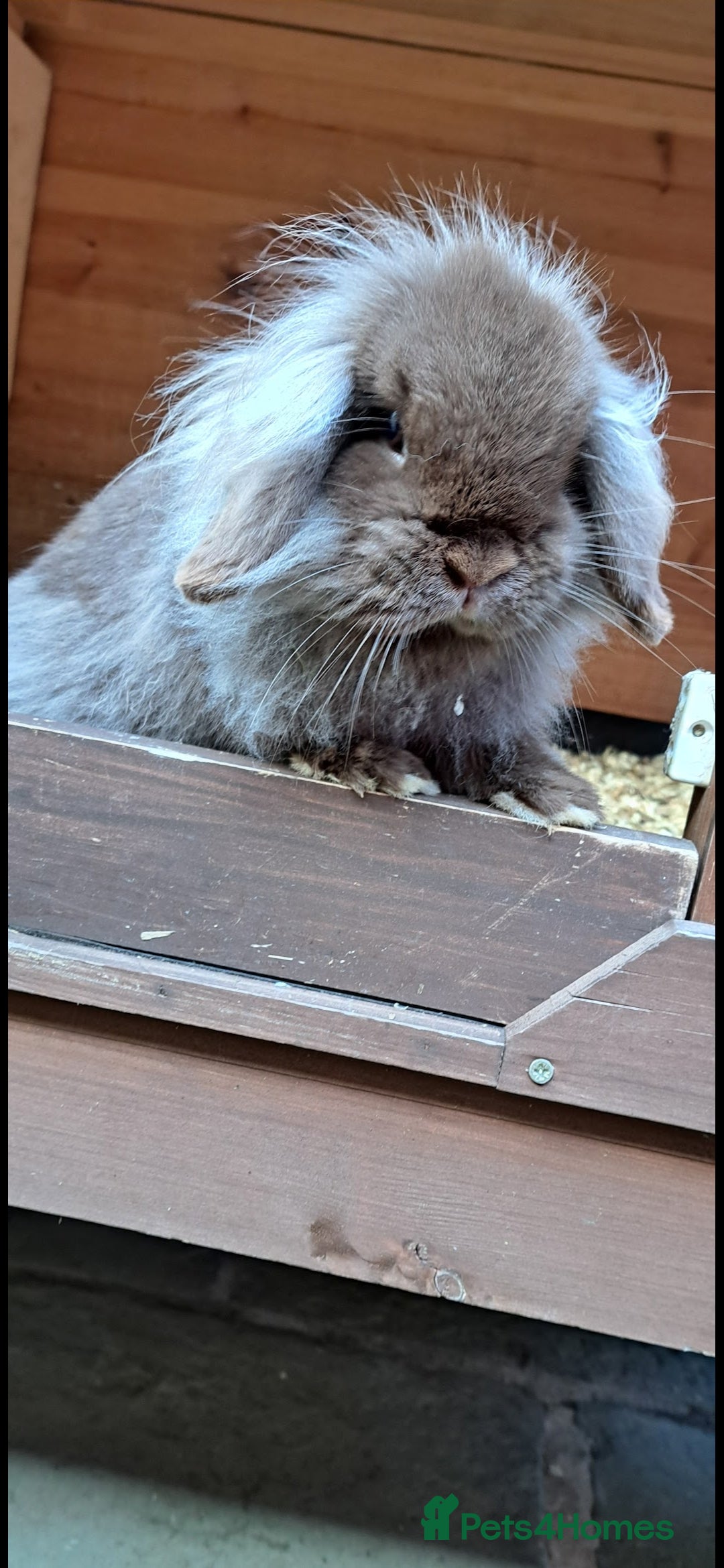 Mini Lion Lop rabbits for sale: Adult rabbits looking for new families.  - Image 1