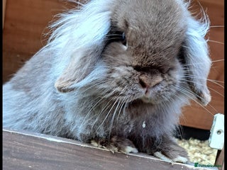 Mini Lion Lop rabbits - Advert 20