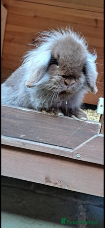 Mini Lion Lop rabbits - Advert 3