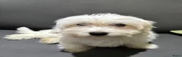 Coton De Tulear dogs for sale: Coton de tulear for sale  - Advert 4