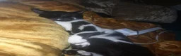 Mixed Breed cats for sale: 3 kittens - Advert 1