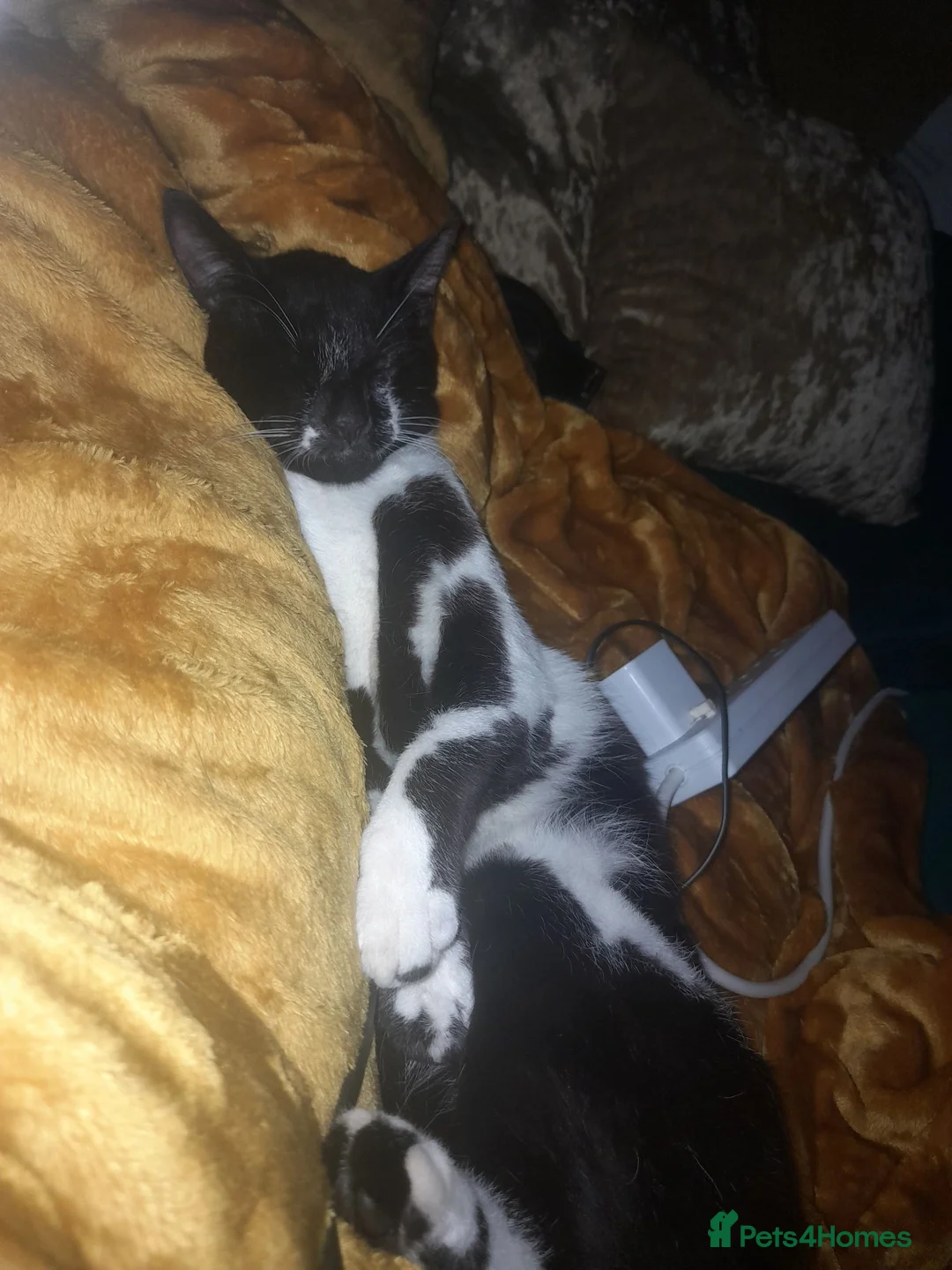 Mixed Breed cats for sale: 3 kittens - Advert 1
