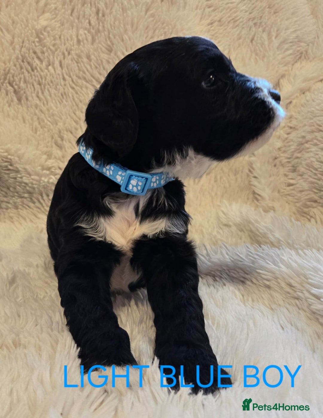 Tibetan Terrier dogs for sale: Adorable fluffy TToodle puppies  - Image 15