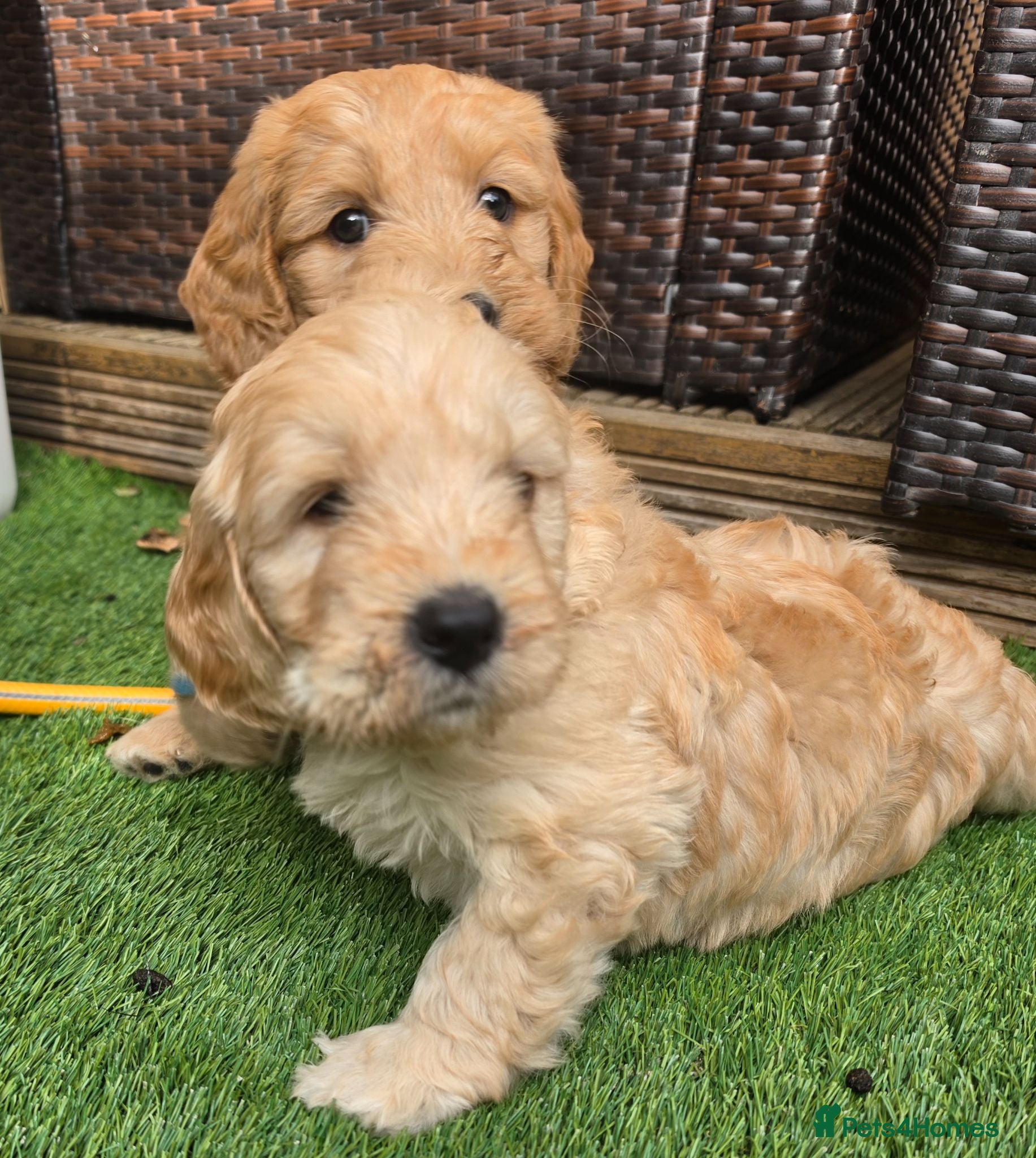 Goldendoodle dogs 🦮 Adorable F3 Goldendoodle. Parents DNA clear. - Advert 2