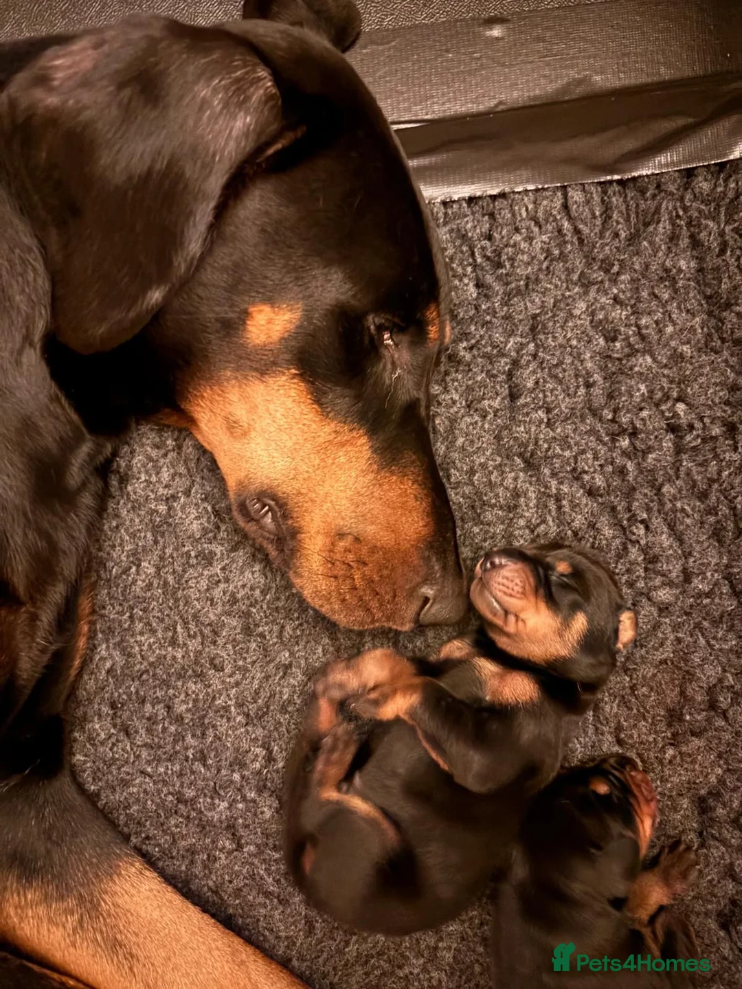 Dobermann dogs for sale: Doberman Puppies from Health Tested Parents - Advert 1