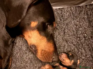 Dobermann dogs Doberman Puppies from Health Tested Parents - Advert 1