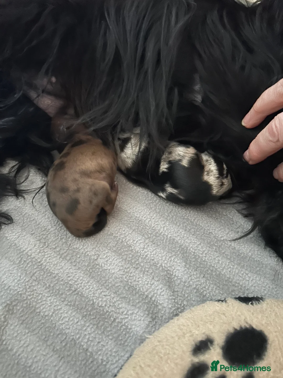 Biewer Terrier dogs for sale: Rare coloured Biewer Terriers - Advert 2