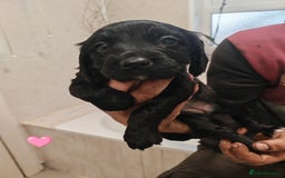 Sprocker dogs for sale: Sprockers puppies available - Image 1