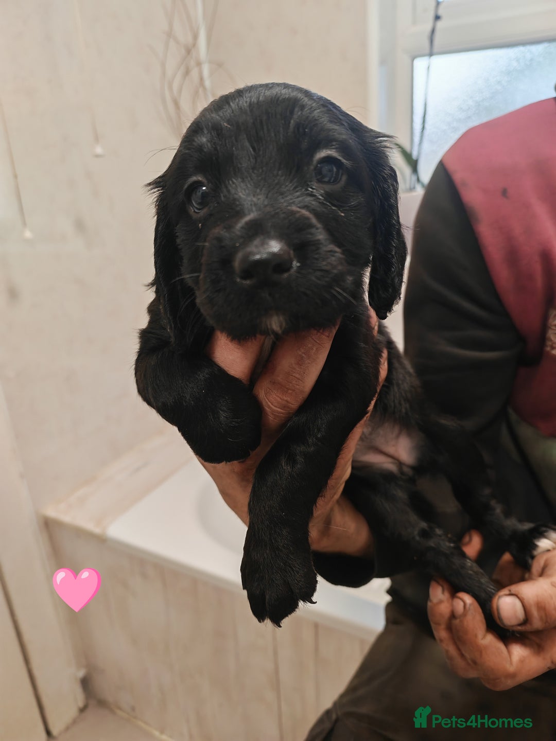 Sprocker dogs for sale: Sprockers puppies available - Image 1
