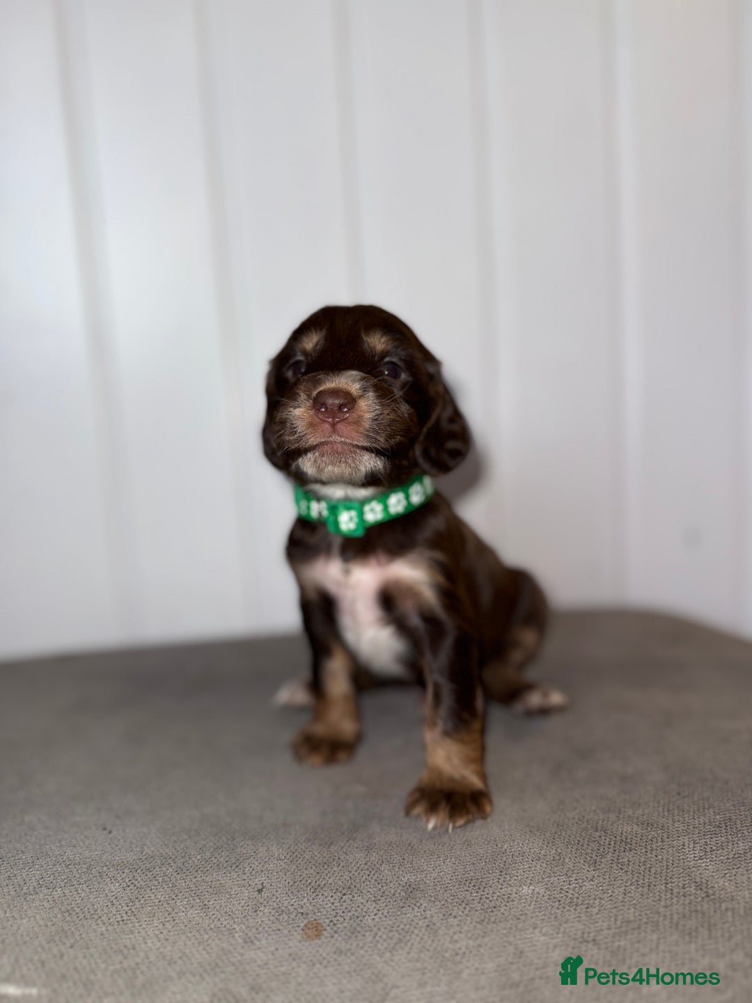 Sprocker dogs for sale: Sprocker puppies - Image 8