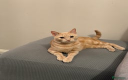 Mixed Breed cats for sale: Energetic Orange Tabby Mix Looking for a  Home  - Image 1