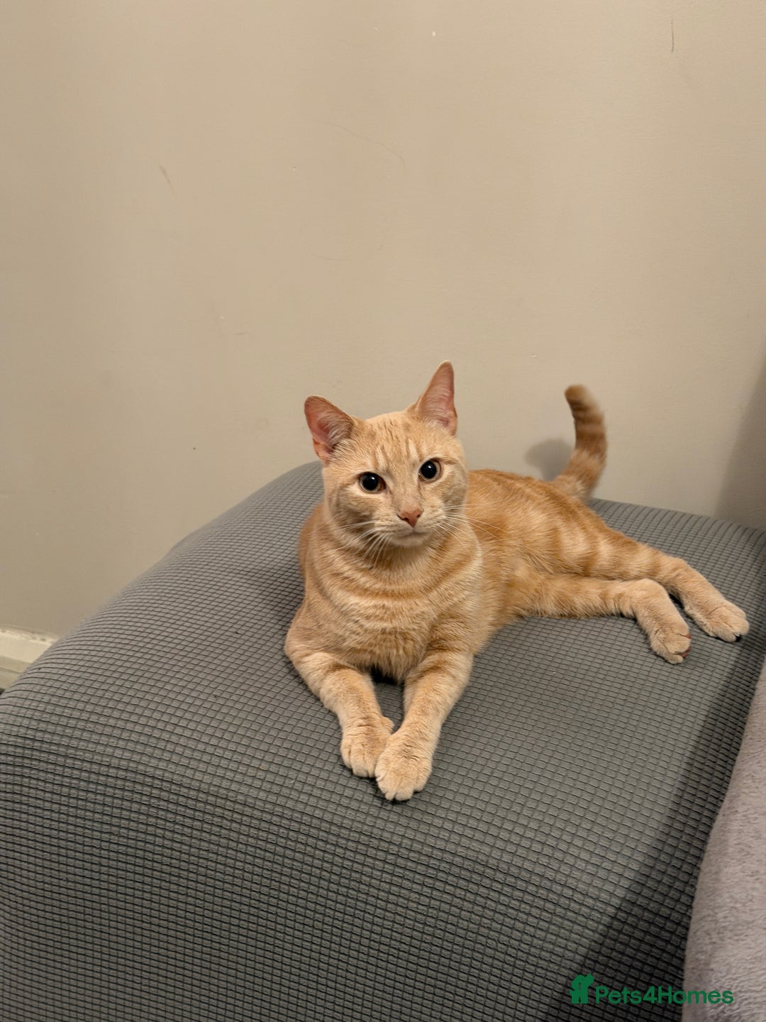 Mixed Breed cats for sale: Energetic Orange Tabby Mix Looking for a  Home  - Image 1