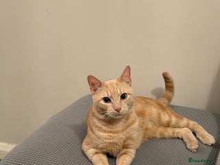 Mixed Breed cats for sale - Advert 1