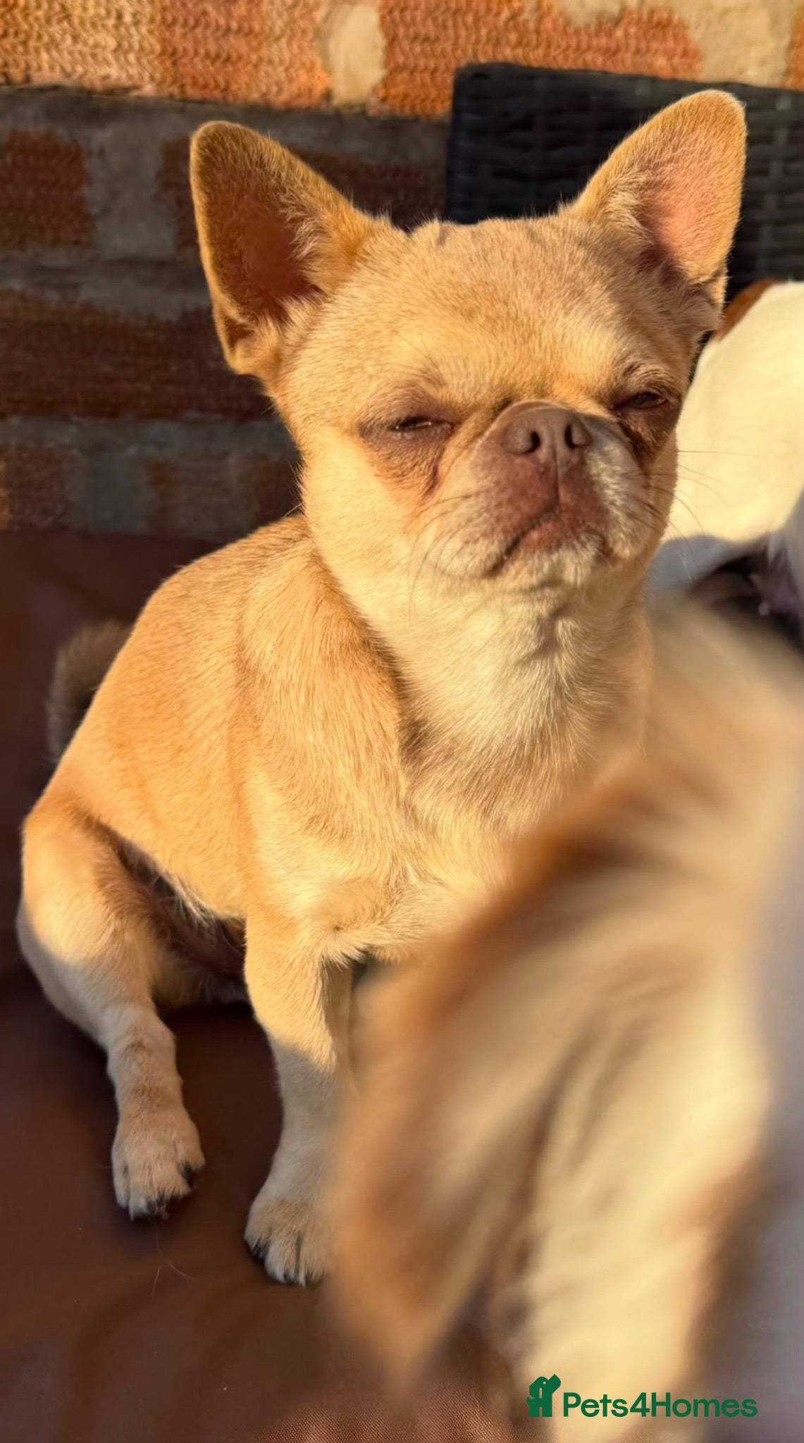 Chihuahua dogs 💖 Stunning chihuahua puppies 💖 - Advert 1