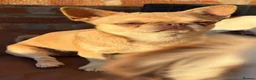 Chihuahua dogs for sale: 💖 Stunning chihuahua puppies 💖 - Advert 1