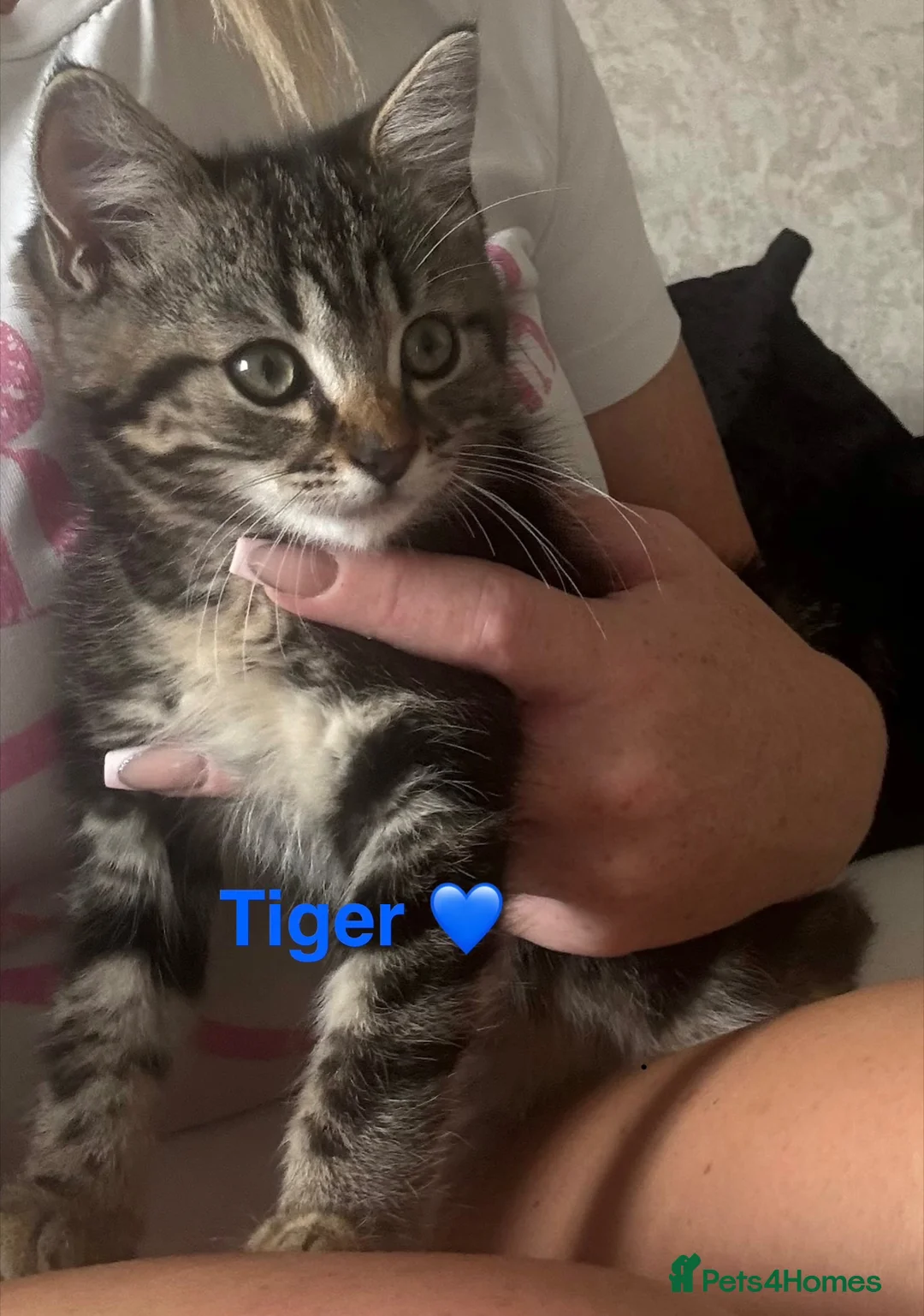 Maine Coon cats for sale: Maincoone boy kitten - Advert 2