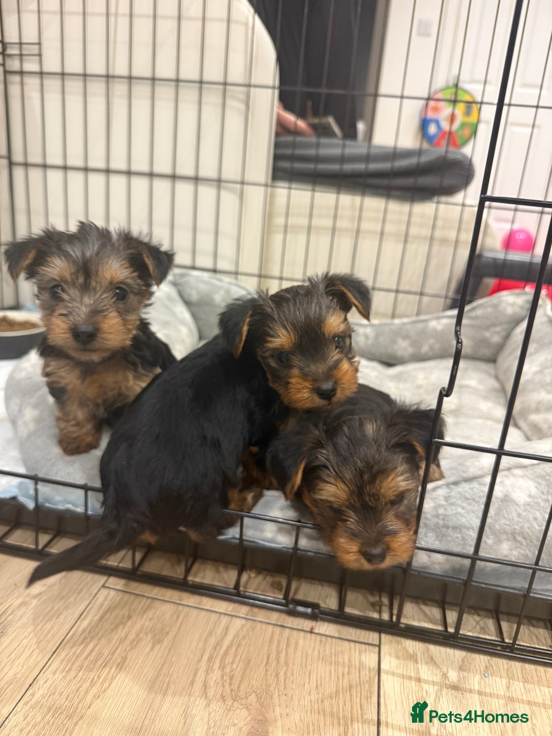 Yorkshire Terrier dogs for sale: Yorkshire puppy - Advert 12