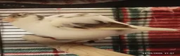 Canaries birds for sale: Canaries MALES - Advert 2