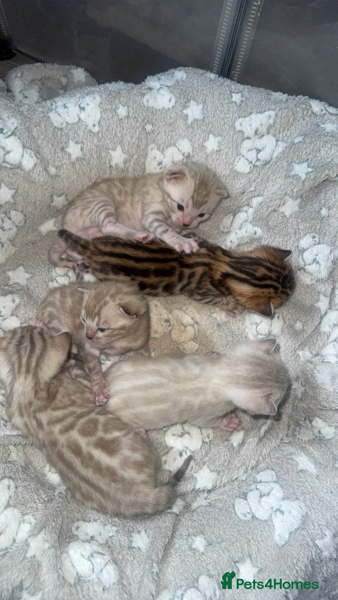 Bengal cats for sale: Bengal kittens  - Advert 5