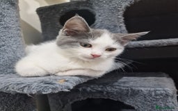 Mixed Breed cats for sale: 1 male kitty - Image 3