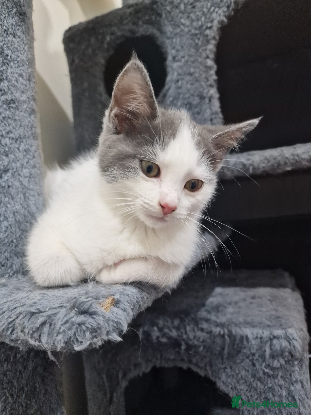 Mixed Breed cats for sale: 1 male kitty - Image 3