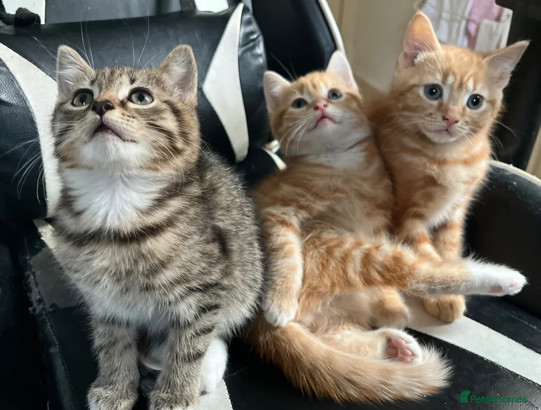 Mixed Breed cats for sale: Three Gorgeous Boys for sale. - Advert 2