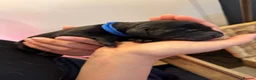 Labrador Retriever dogs for sale: Exceptional litter of Labrador puppies  - Advert 15