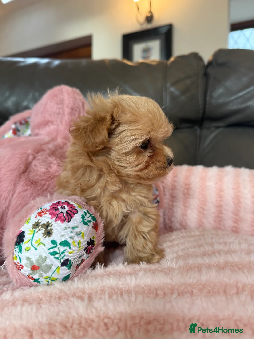 Maltipoo dogs for sale: 🧸 Incredible Teddy Bear F1 Asian Maltipoo 🧸 - Advert 7
