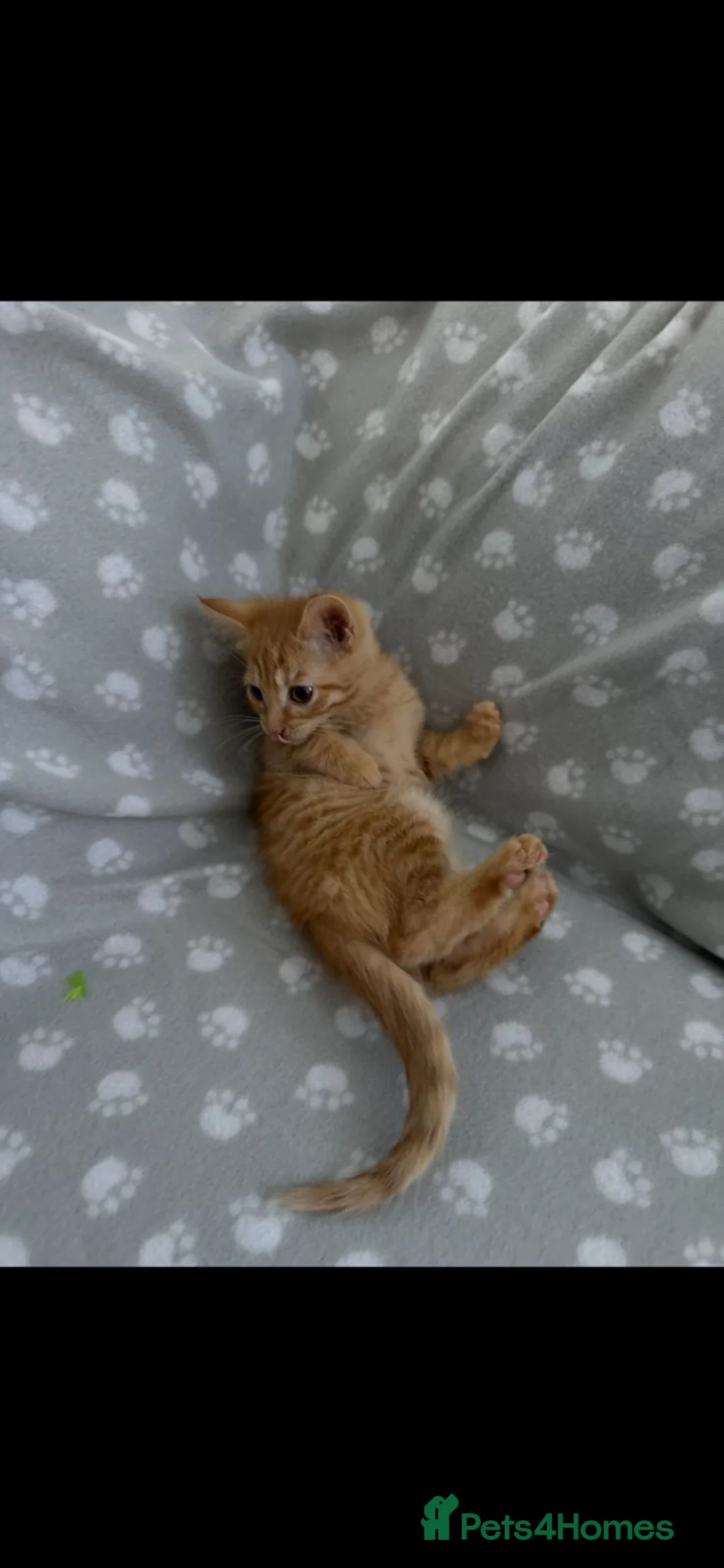 Mixed Breed cats for sale: Four mixed breed kittens - Advert 3