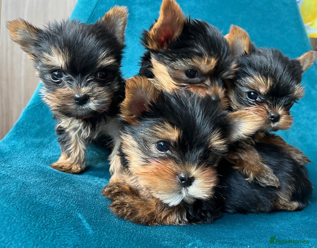 Yorkshire Terrier dogs for sale: Baby face mini pedigree YORKIE pups - Image 19
