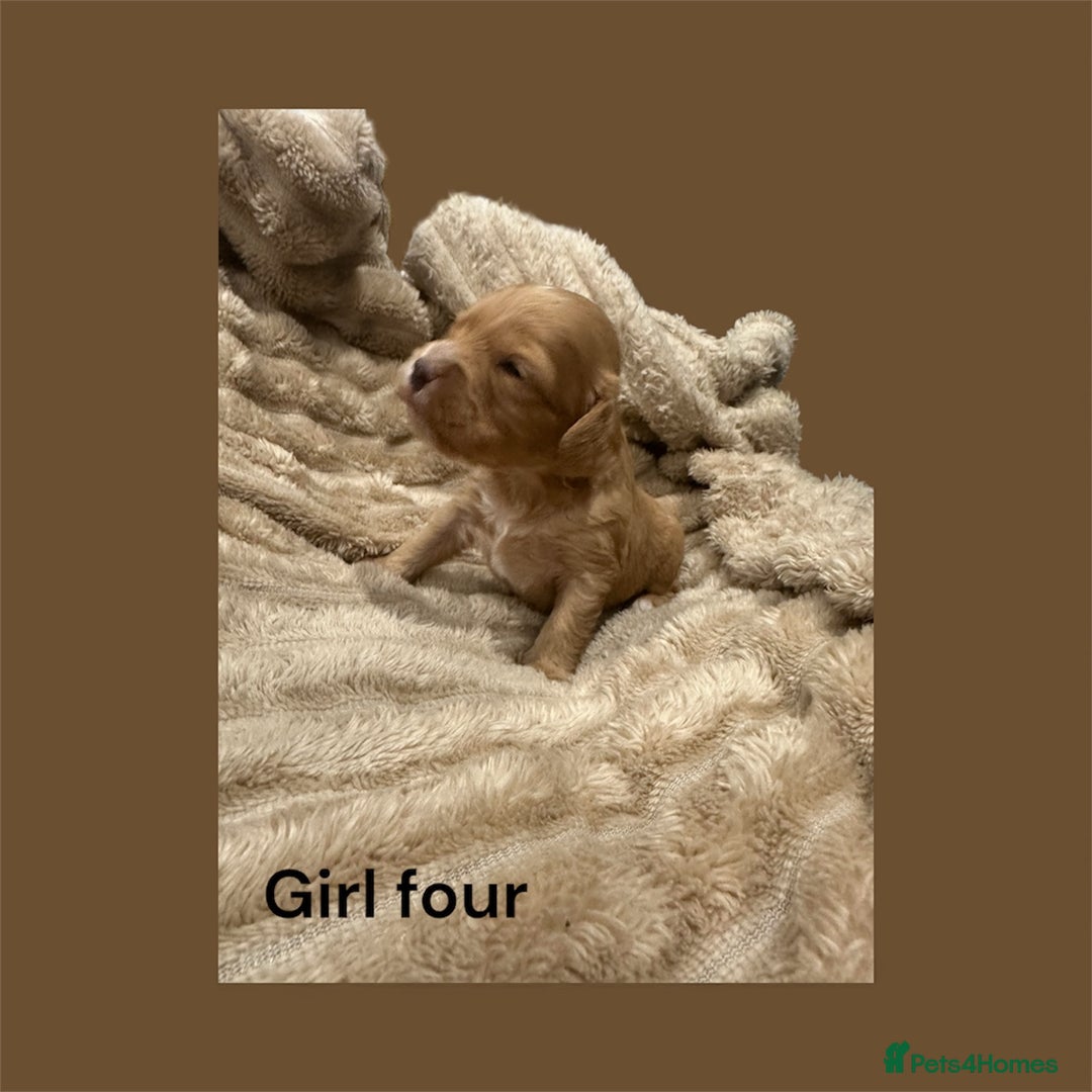 Cavapoo dogs for sale: ** RARE CAVAPOO PUPPIES DNA 🧬 CLEAR ** - Advert 16
