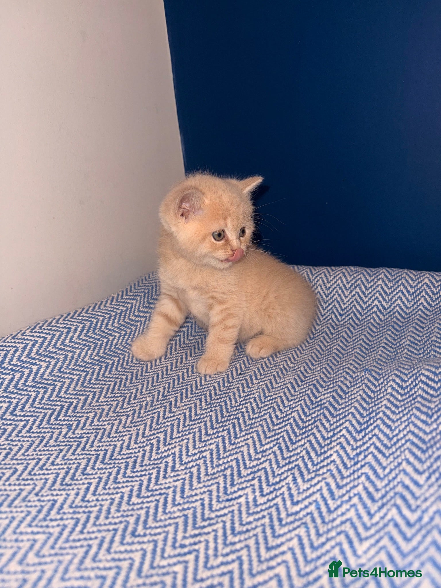 British Shorthair cats GCCF REGISTERED BRITISH SHORTHAIRS  - Advert 1