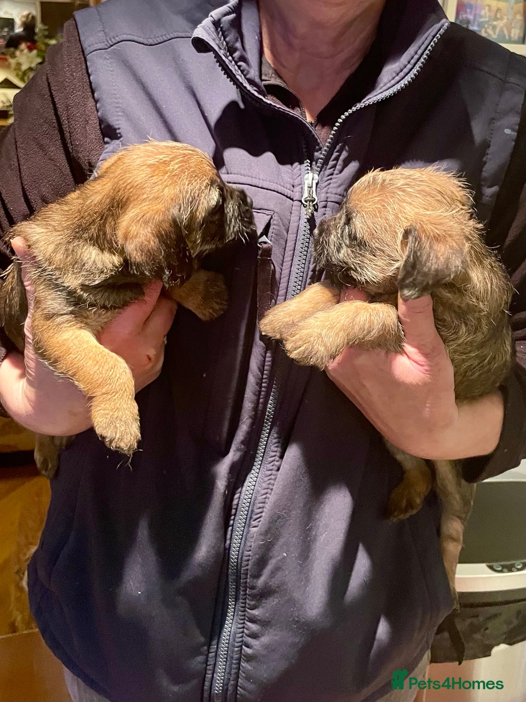 Border Terrier dogs for sale: KC Reg Border Terrier puppies. - Advert 4